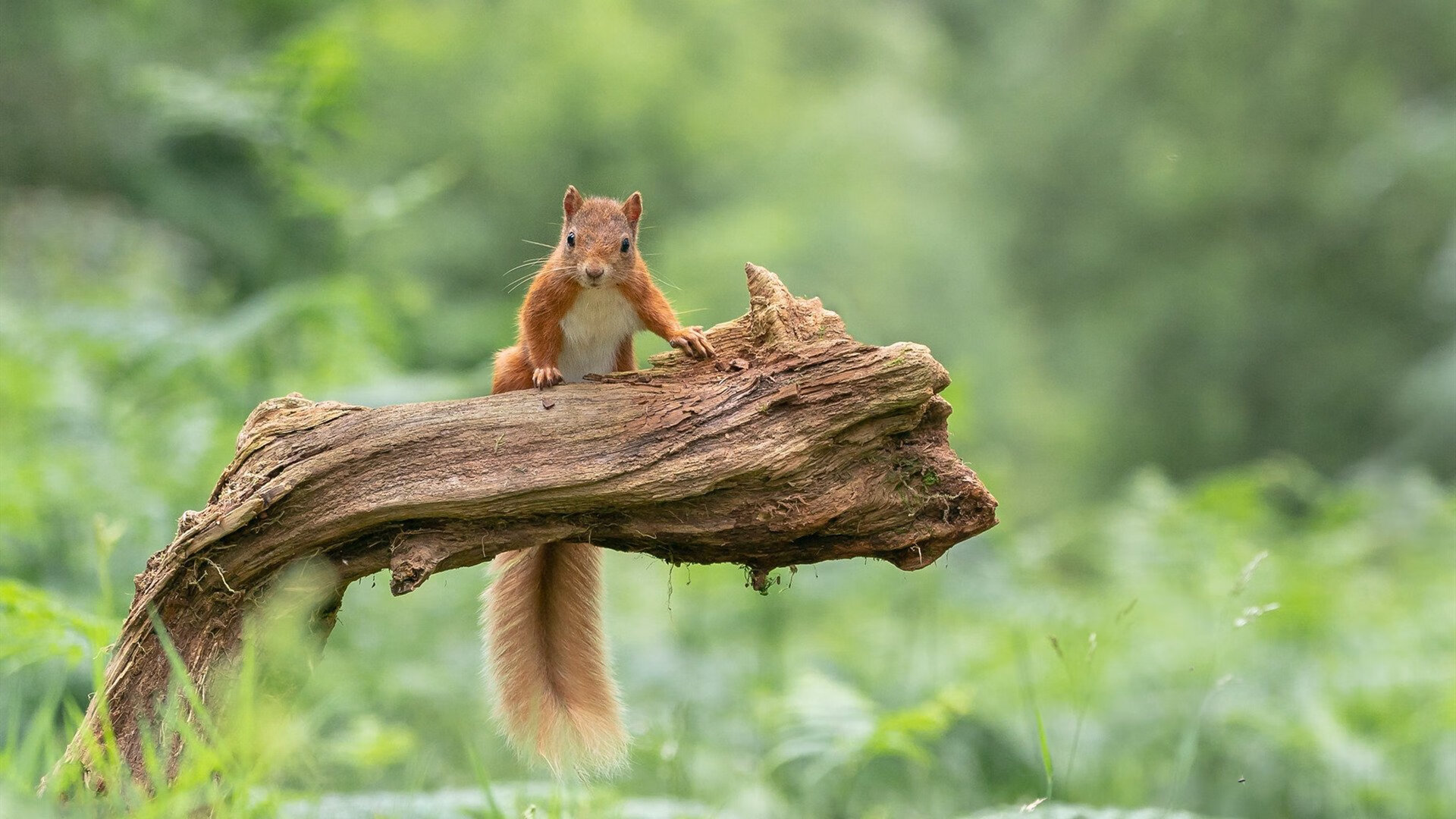 哈兰德的火焰，土耳其与马德里竞技的梦幻对决