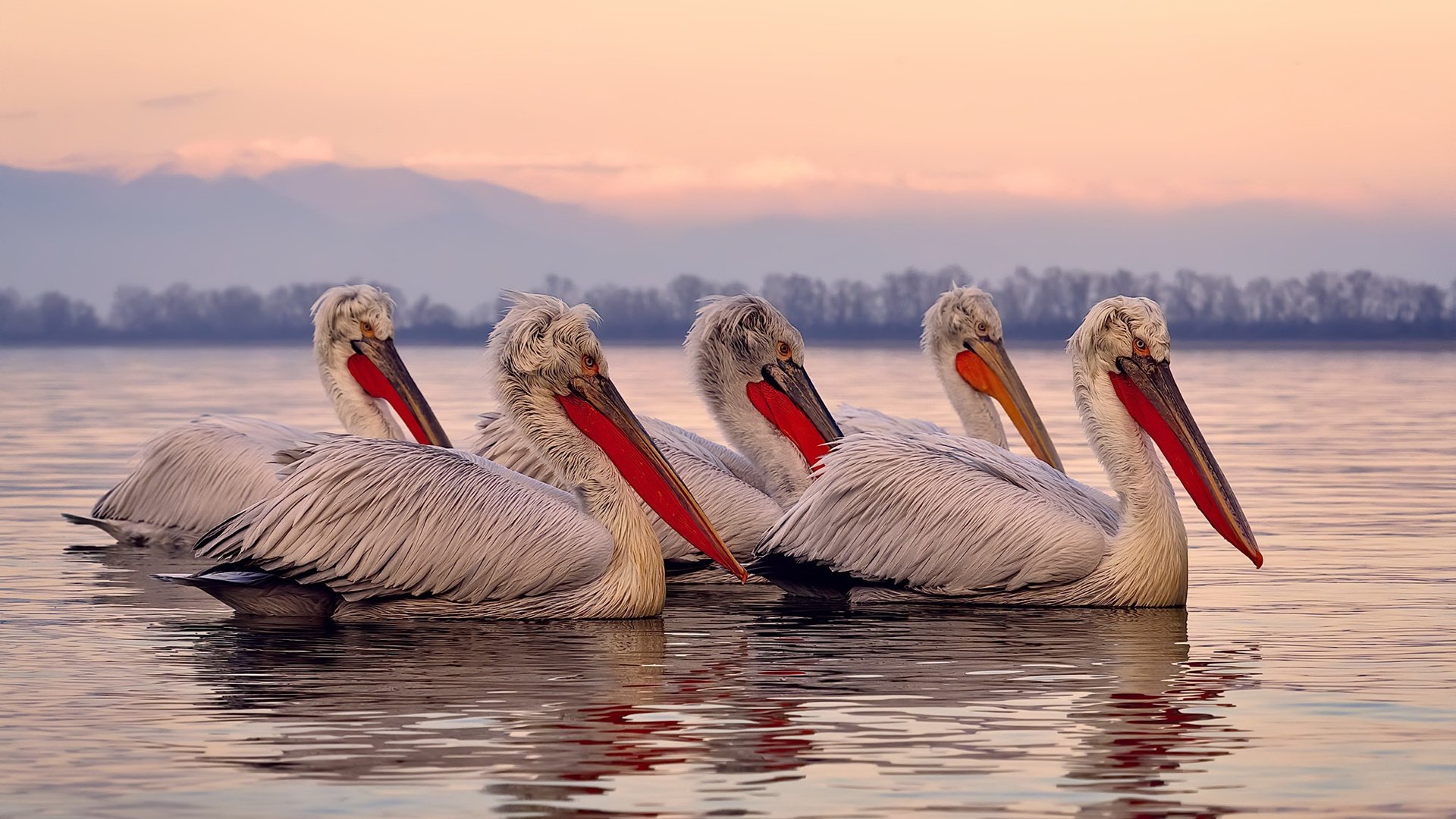 开云体育官网-末节封神！范弗利特独舞撕裂独行侠，步行者逆袭之夜彰显冠军之心