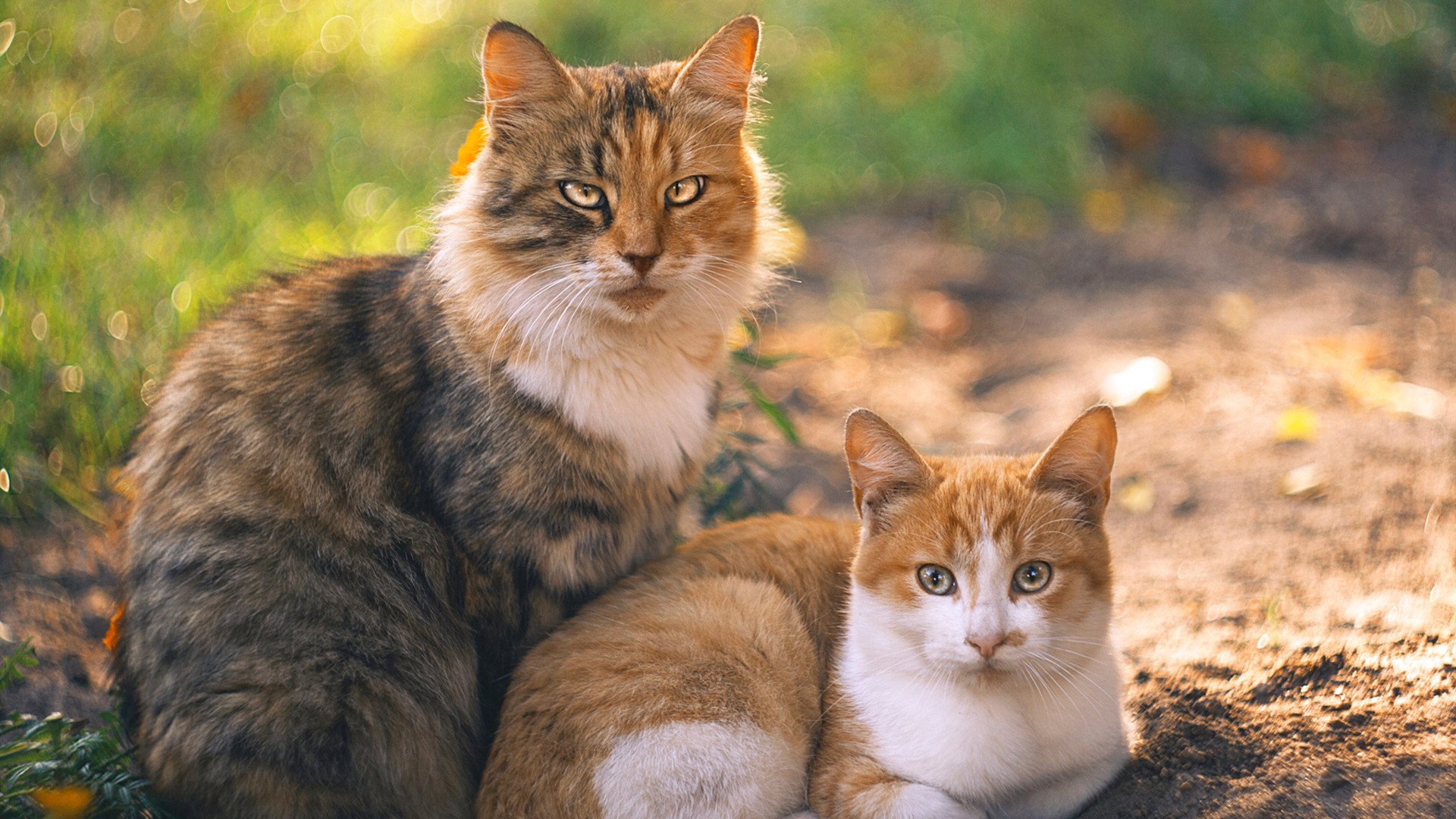 上海队掀进攻风暴!三分火箭雨压制太阳,切特28+12+7化身关键先生
