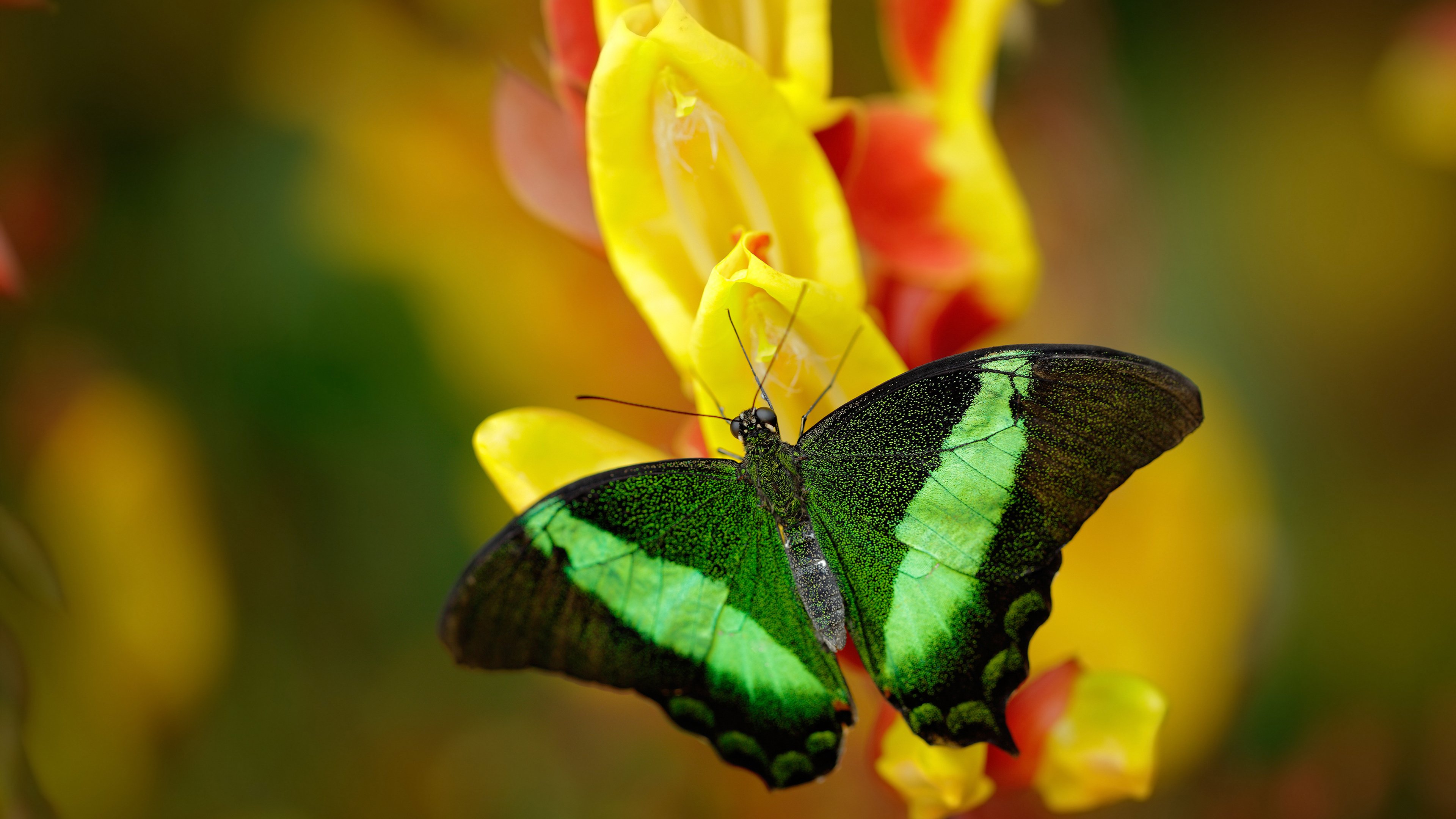 逆流而上，年度焦点之战，夜色织就保罗新篇章