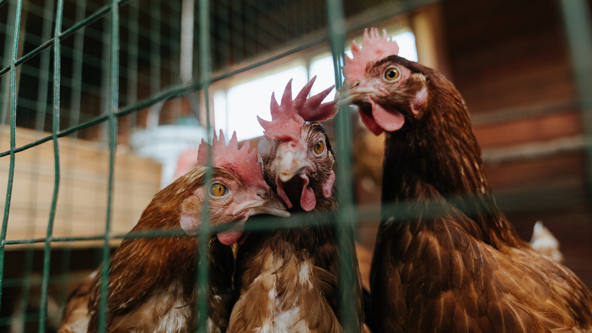 石油资本绞杀诺坎普,加克波向巴萨全体前锋示范有效进攻