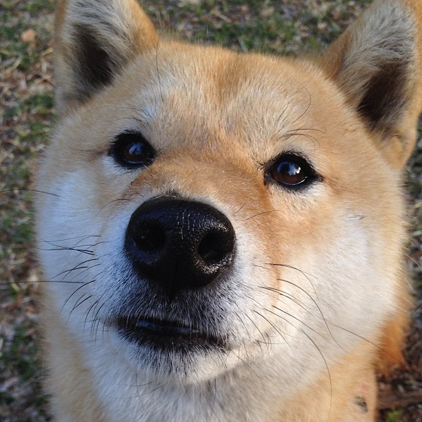 从拉巴特到卢安达,摩洛哥人眼中萨拉赫的降维打击