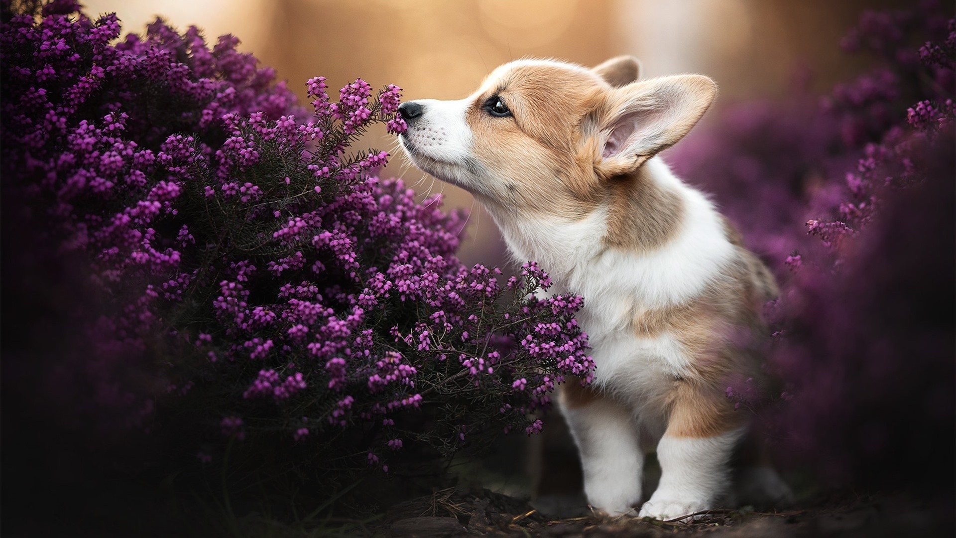 地中海对岸的沙漠玫瑰,摩洛哥加时奇迹震惊足球世界