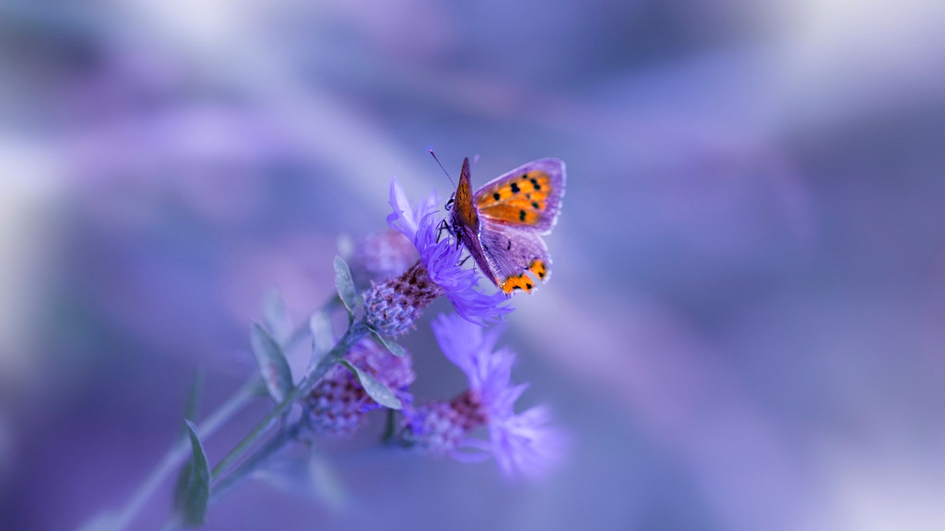 足球与赛车的奇异交汇，切尔西封锁威尔士，卢卡库统治F1街道赛