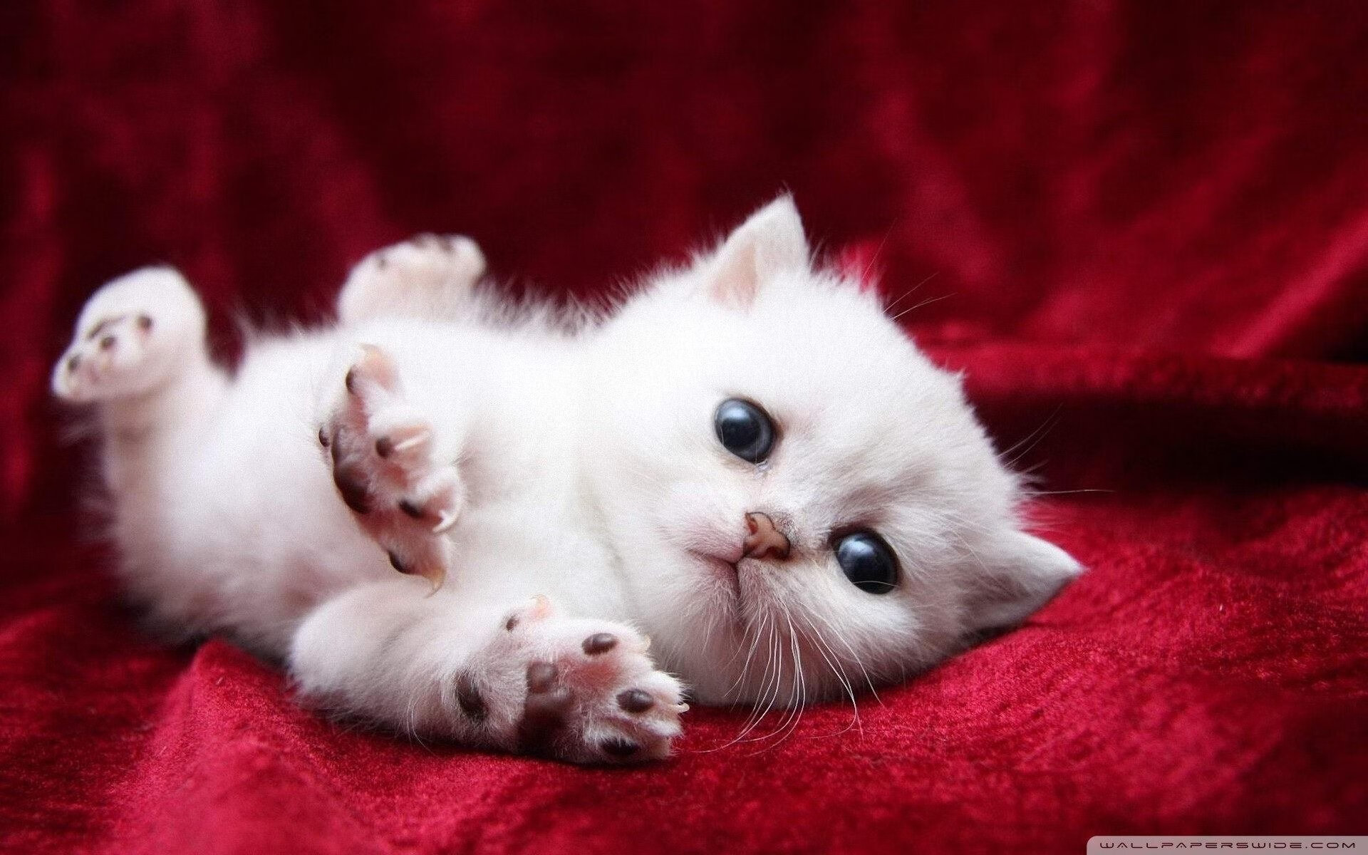 国家德比硝烟未散，拉齐奥欧战轻取瑞典奏凯歌