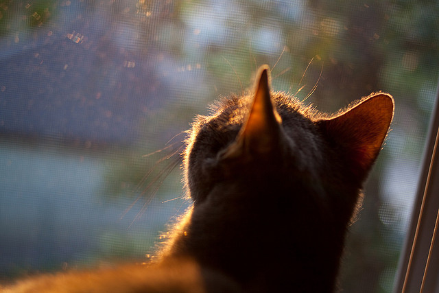平行时空的绿茵对话，当AC米兰击溃委内瑞拉，本泽马的跨维度价值