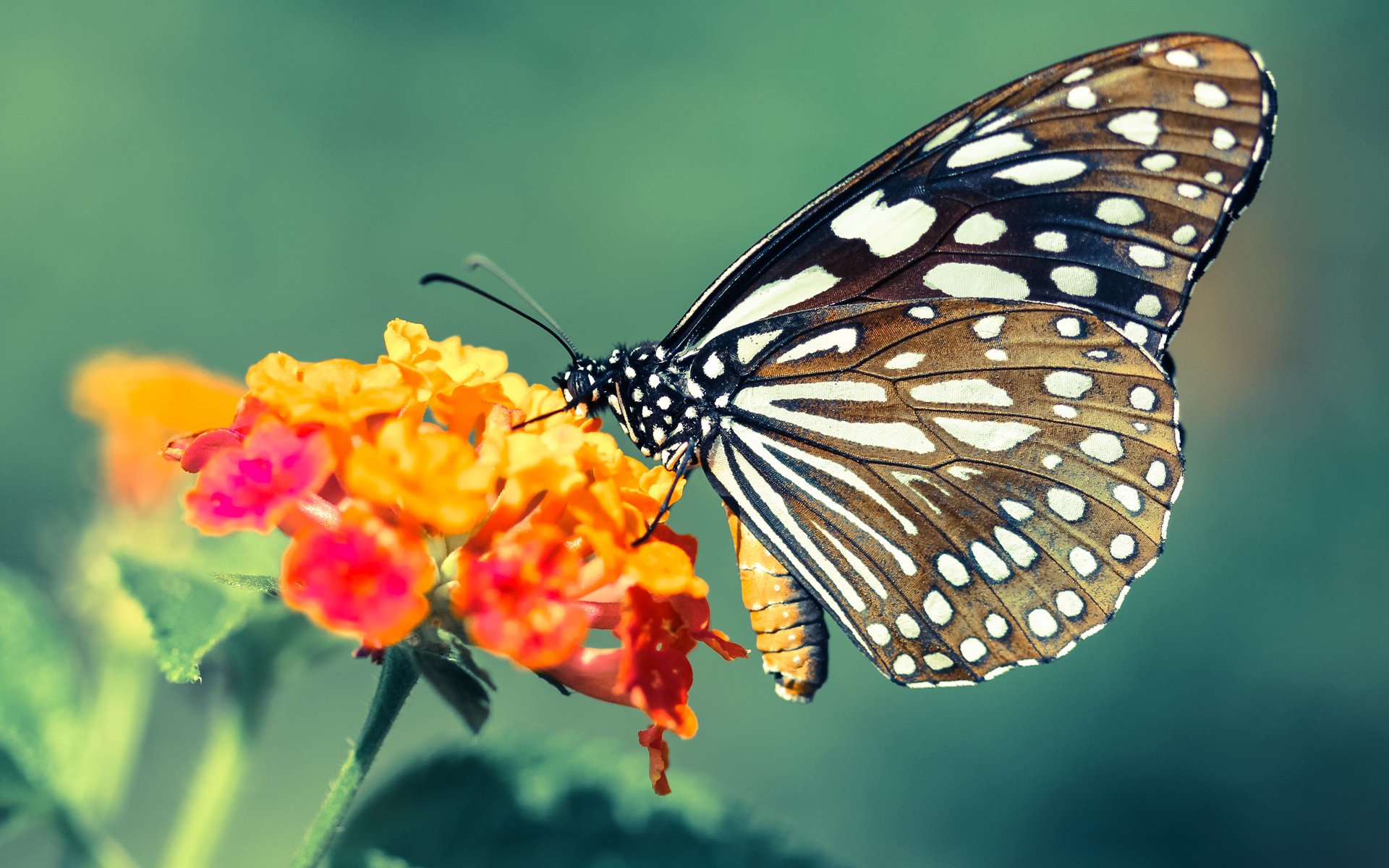 亚洲铁骑碾碎黄色潜水艇！伊朗队友谊赛爆冷4-2击溃比利亚雷亚尔，基耶萨梅开二度导演逆袭