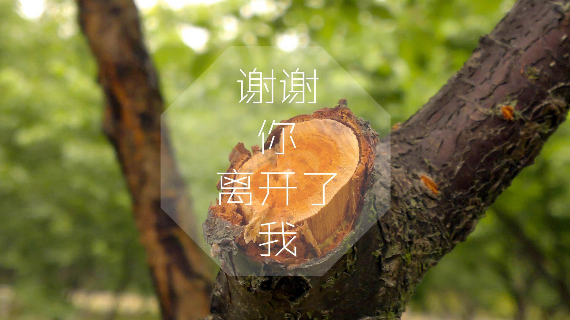 太极虎逆袭袋鼠军团，2026世界杯D组生死战，哈兰德一人改写剧本，韩国绝杀制造唯一悬念